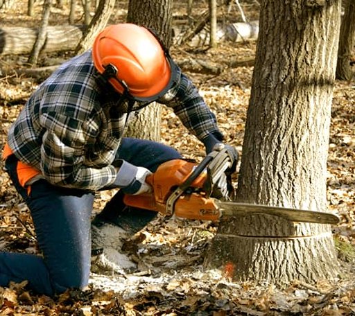 Tree Removal in Plainfield, MA